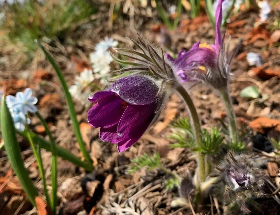 Pulsatilla turczaninovii прострел турчанинова. Сон трава в огороде. Прострел многонадрезанный. Сон трава в огороде. Сон трава в огороде.