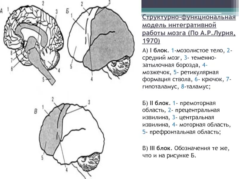 Нарушения блоков мозга. Три блока головного мозга по Лурия. Строение 3 блока мозга по Лурия. Блоки мозга по Лурия 3 блок. Структурно-функциональная модель мозга по а.р Лурии.