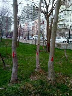 Снова роща