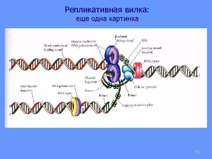 Какой цифрой на схеме обозначена репликационная вилка. Репликативная вилка. репликативная вилка бактерий. репликативная вилка рисунок. строение репликативной вилки биохимия.