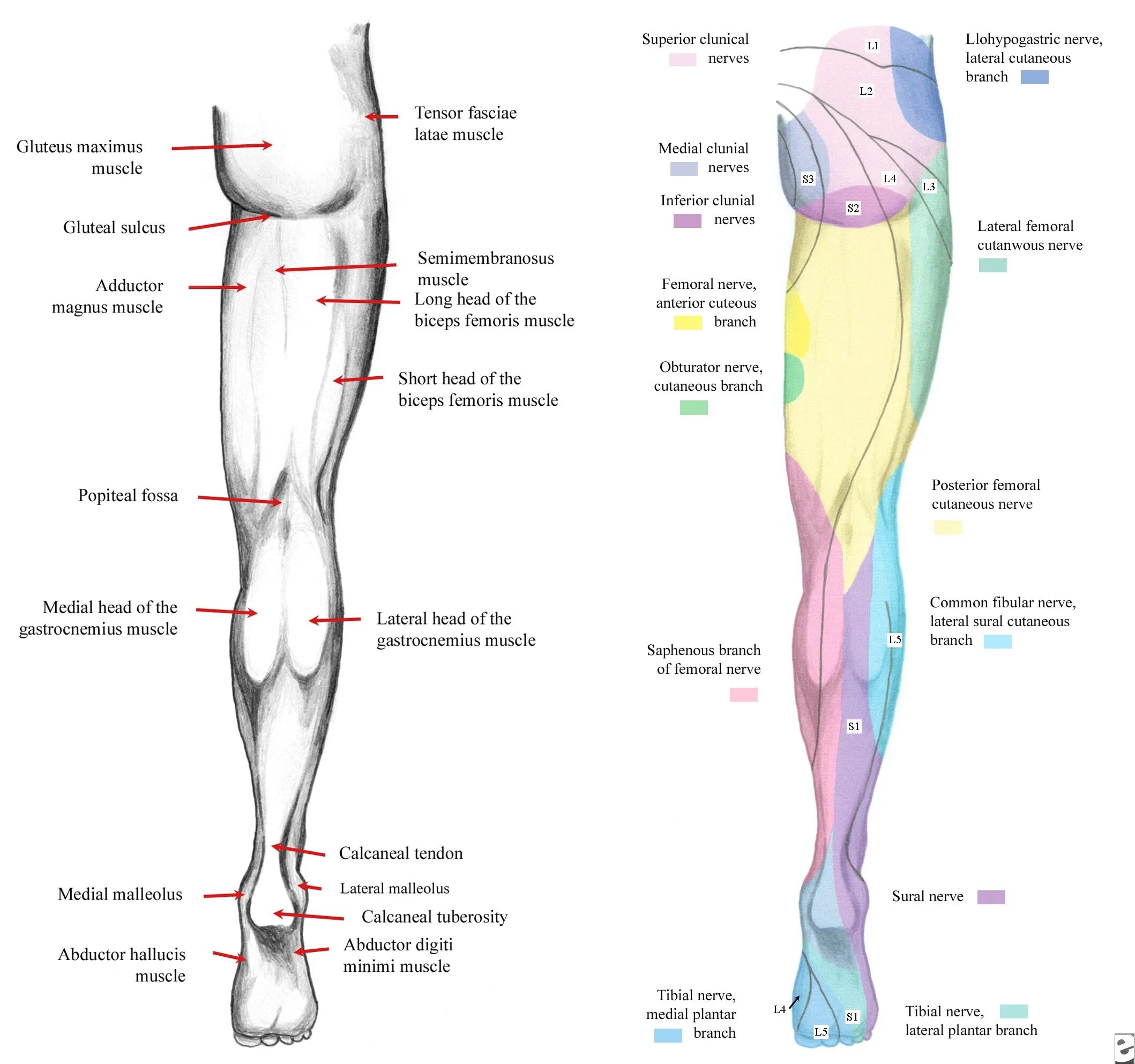 Lower regions. Иннервация нижней конечности. Lower Limb Anatomy. Длина нижней конечности. Gastrocnemius lateral head.