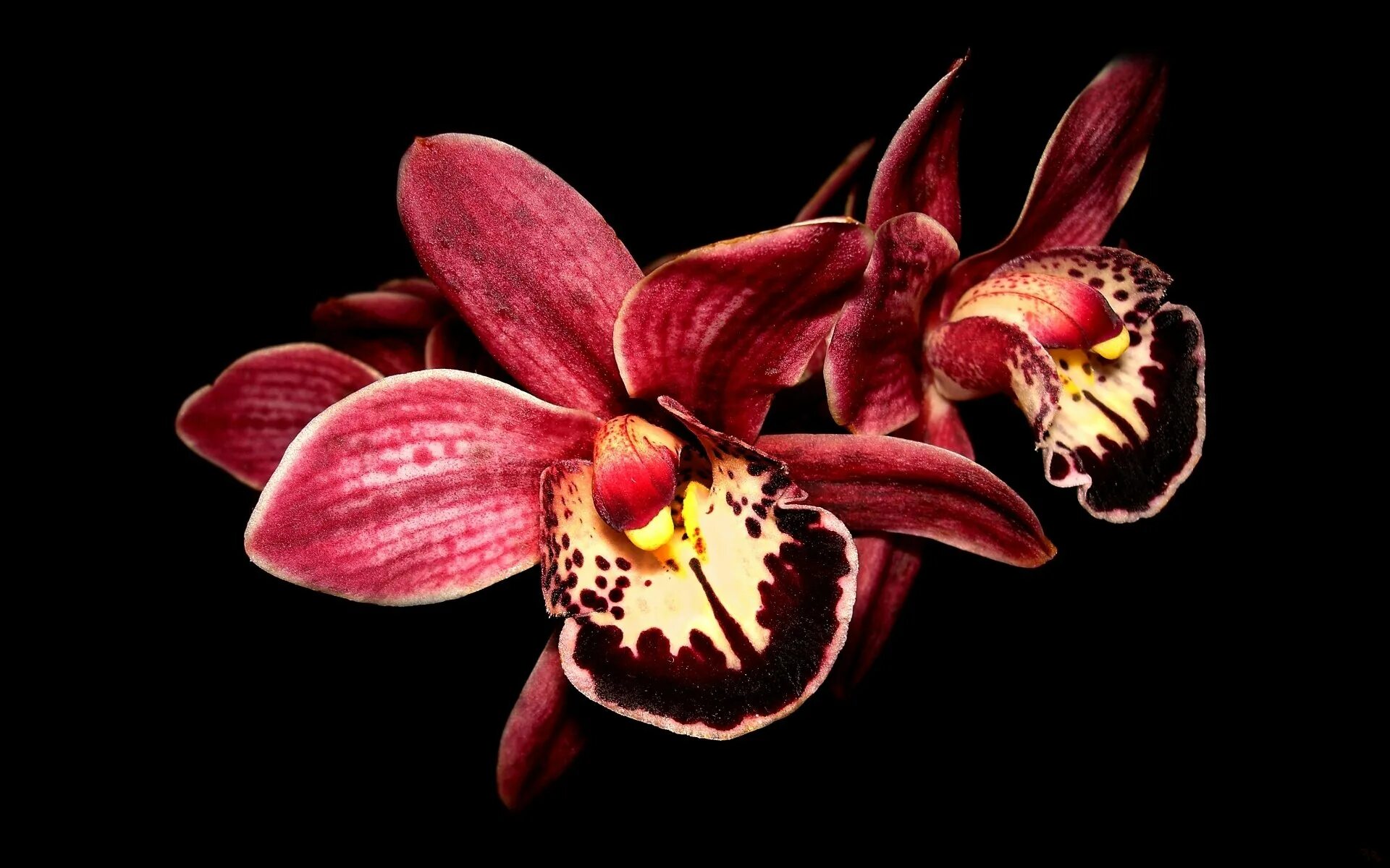 Цветок на темном фоне обои. Орхидея фаленопсис "Black Anaconda". Зигопеталум Орхидея. Орхидея ред сезам. Фаленопсис Red Eye.