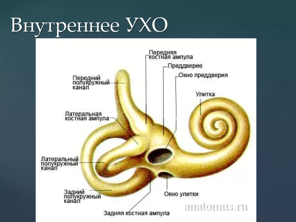 Строение улитки внутреннего уха анатомия. Строение улитки внутреннего уха. Строение ушной улитки вестибулярный аппарат. Вестибулярный аппарат внутреннего уха строение. Полукружный канал орган слуха