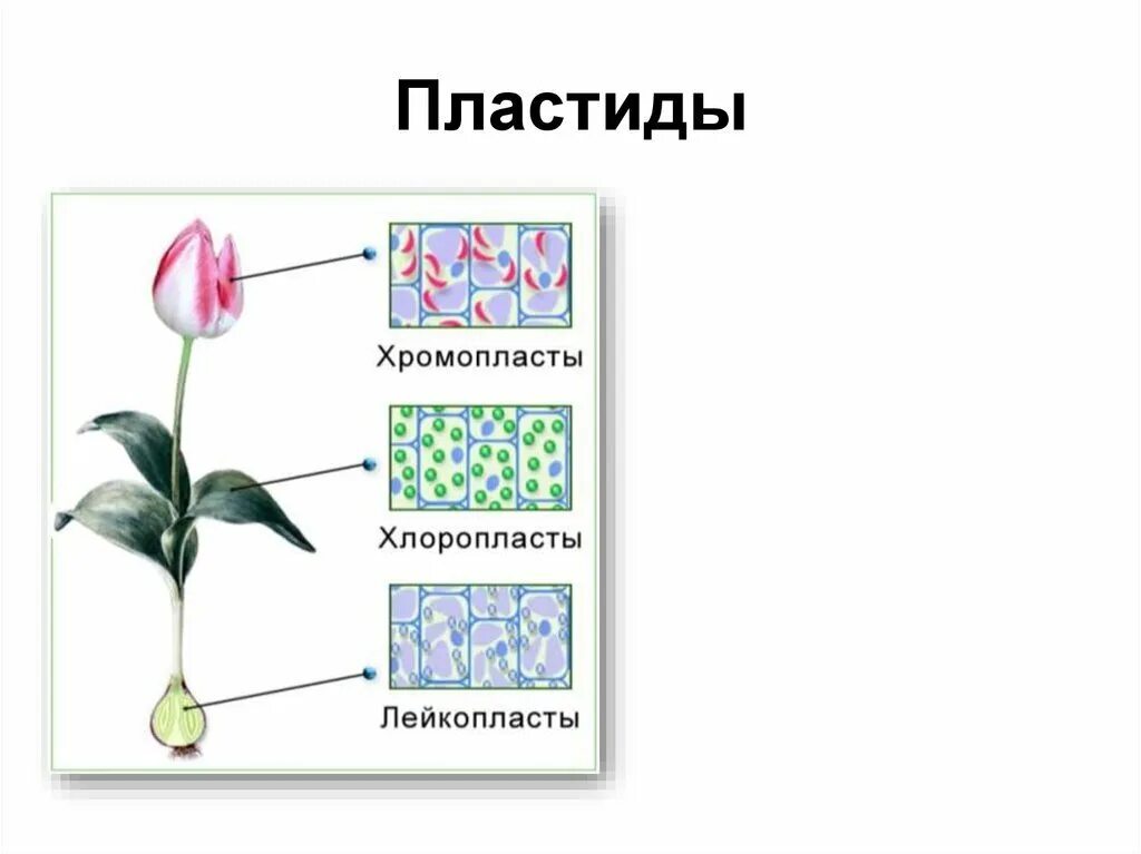 Пластиды хлоропласты лейкопласты. Пластиды хлоропласты хромопласты лейкопласты строение. Хлоропласты хромопласты лейкопласты. Пластиды хромопласты лейкопласты. Лейкопласты в растительной клетке