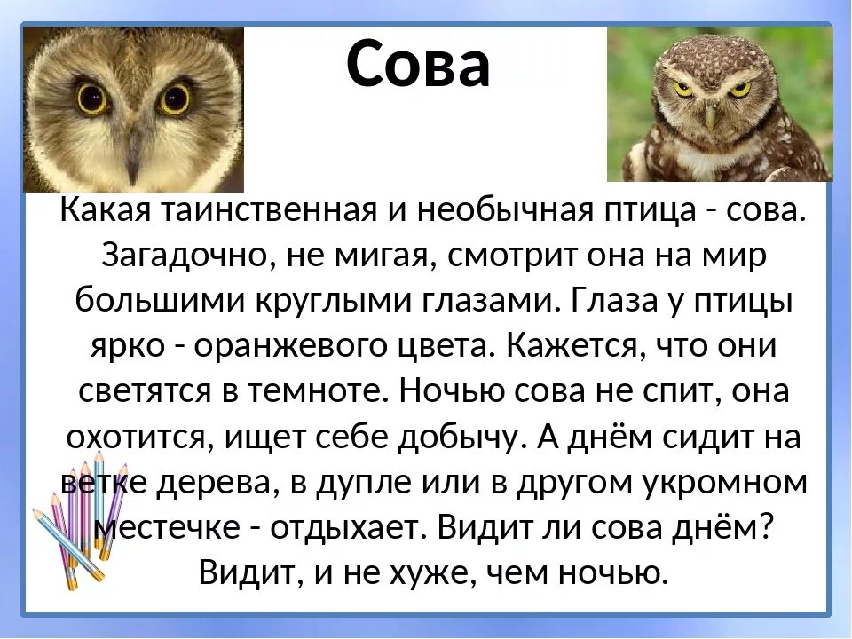 Информация о сове. Рассказ о сове. Доклад про сову. Сова текст описание.