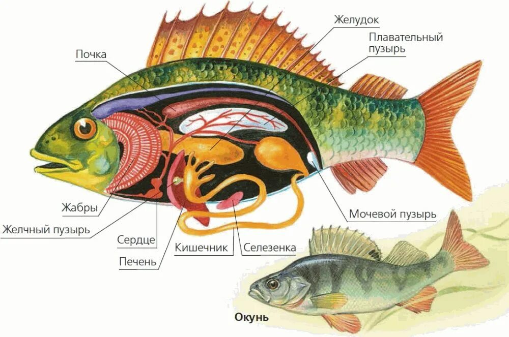 Рыба какой организм. Органы и системы органов рыбы. Речной окунь строение. Надкласс рыбы внутреннее строение окуня. Внутреннее строение окуня окуня.