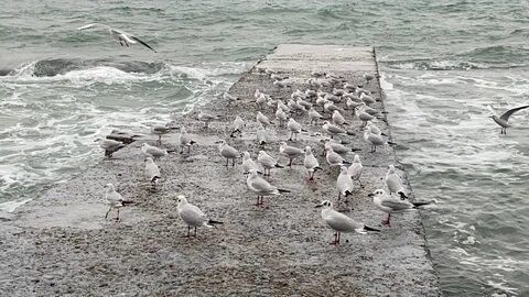 Море в сочи в январе