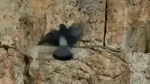 Стена плача змеи