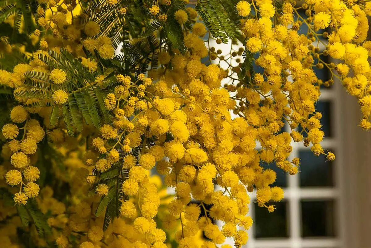 Мимозы в розницу. Акация серебристая Мимоза. Акация серебристая (Acacia dealbata). Цветущая Акация Мимоза. Мимоза Мирандол.