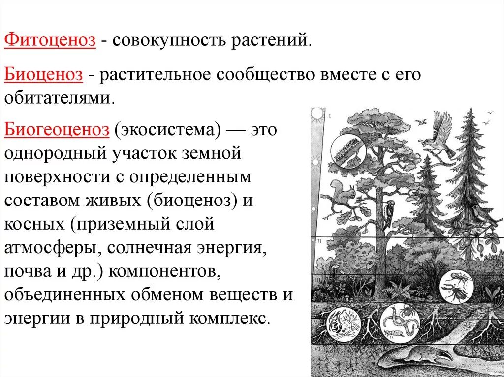 Конспект по биологии структура растительного сообщества. Ярусы лесного биоценоза. Растительные сообщества схема. Фитоценоз. Растительные сообщества фитоценозы.