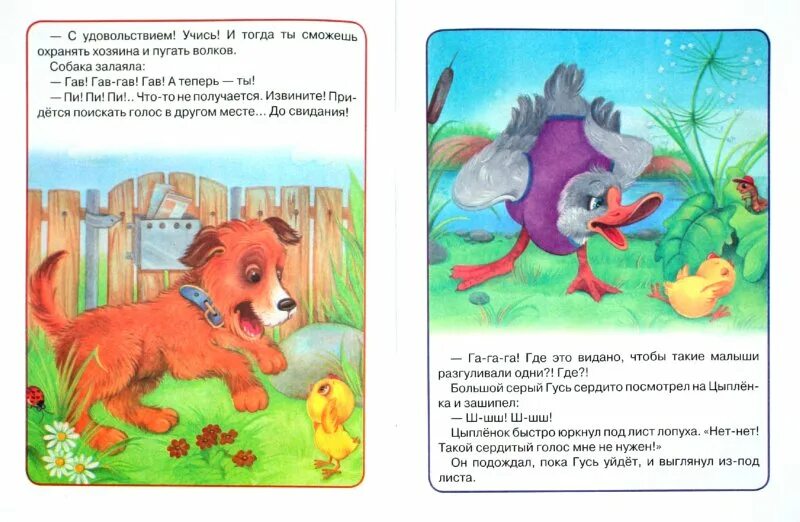 Иллюстрации к сказке чуковского цыпленок. Как цыпленок голос искал. Как цыпленок голос искал. Иллюстрации к рассказу балла желтячок. Иллюстрации к сказке желтячок.
