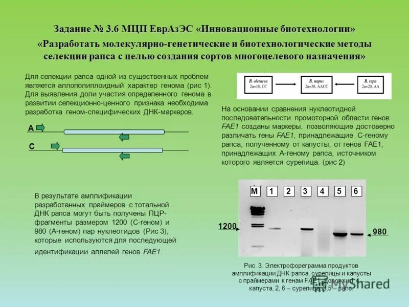 Днк маркеры в селекции. Метод маркеров селекции. Молекулярные маркеры в селекции растений. Геномная селекция свиней. Молекулярно-генетические маркеры.