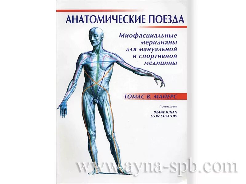 Анатомические поезда Томаса Майерса. Майерс мышечные поезда книга. Книга томаса майерса анатомические поезда