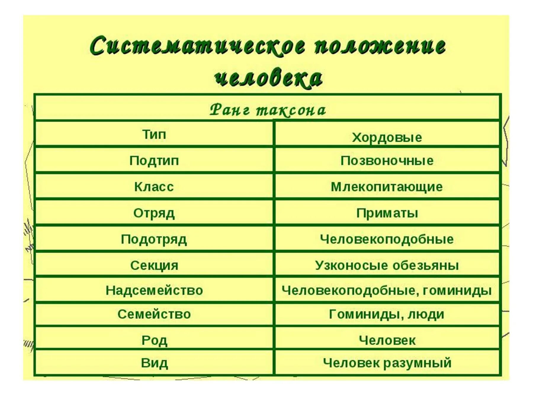 Установите последовательность таксонов в систематике человека. Таксоны человека. Систематические таксоны человека. Человек по систематике. Систематика таксонов.