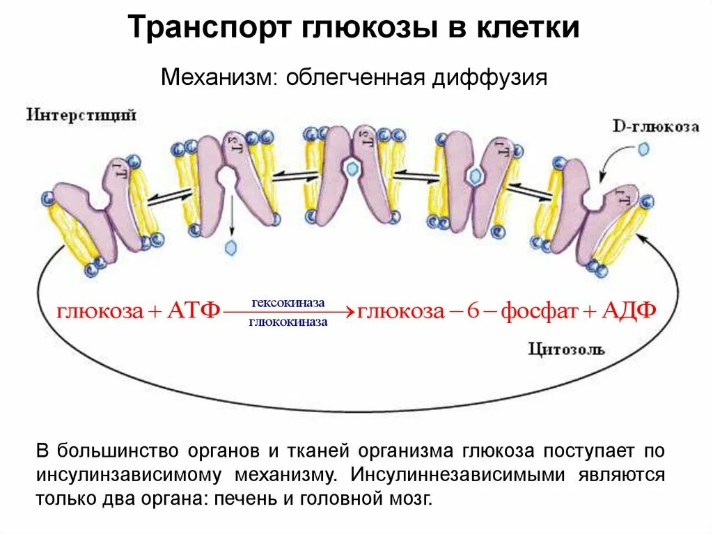 Транспорт глюкозы кровью. Транспорт Глюкозы в клетки инсулинзависимых тканей. Механизм транспорта Глюкозы. Транспорт Глюкозы в ткани. Механизм транспорта Глюкозы в клетку.