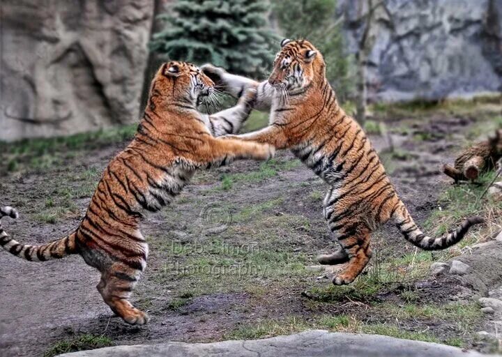 Наблюдая тигра. Файтинг с тигром. Тайгер дерётся. Драка тигров. Амурский тигр драка.