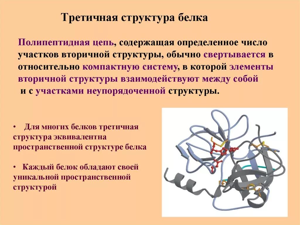 Белки соединение в цепи. Третичная структура белка это структура. Третичная структура белка структура белка. Третичная структура белка строение. Третичная структура белка.