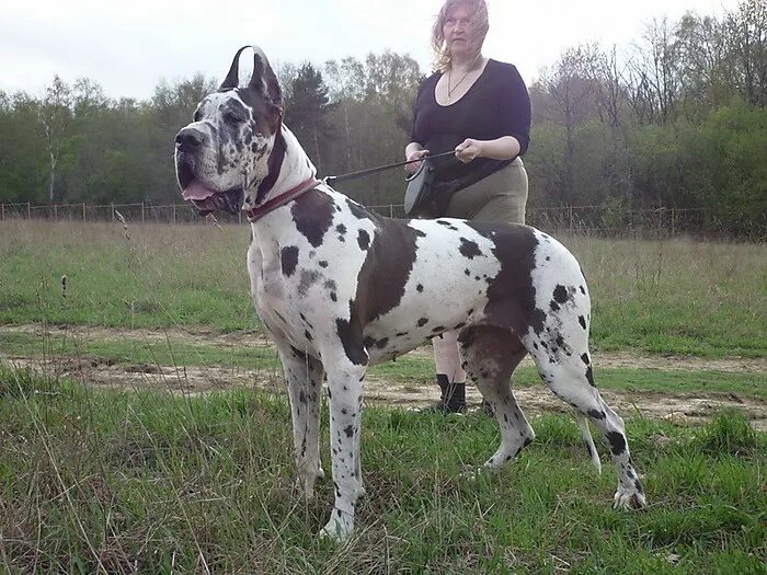 дог королевский чистокровный. английский королевский дог. догов можно. мраморный дог арлекин. датский дог черный.