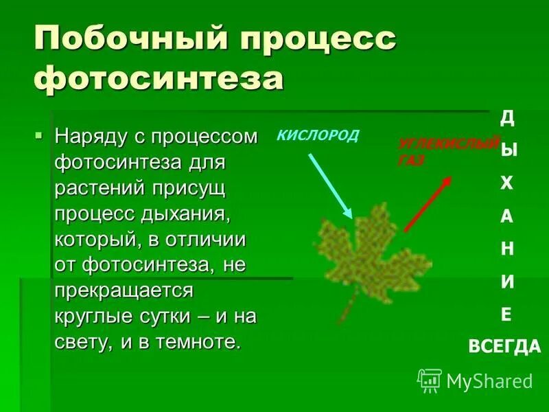 Кроссворд фотосинтез 6 класс с ответами. Продукты фотосинтеза. Побочный продукт фотосинтеза. Фотосинтез презентация 6 класс. Продукты процесса фотосинтеза.