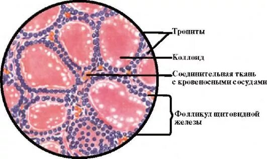 Тироксин тироцит фолликул. Структура щитовидной железы гистология. строение фолликула щитовидной железы гистология. строение щитовидной железы гистология. строение щитовидной железы человека гистология.