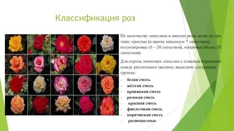 Систематика розы