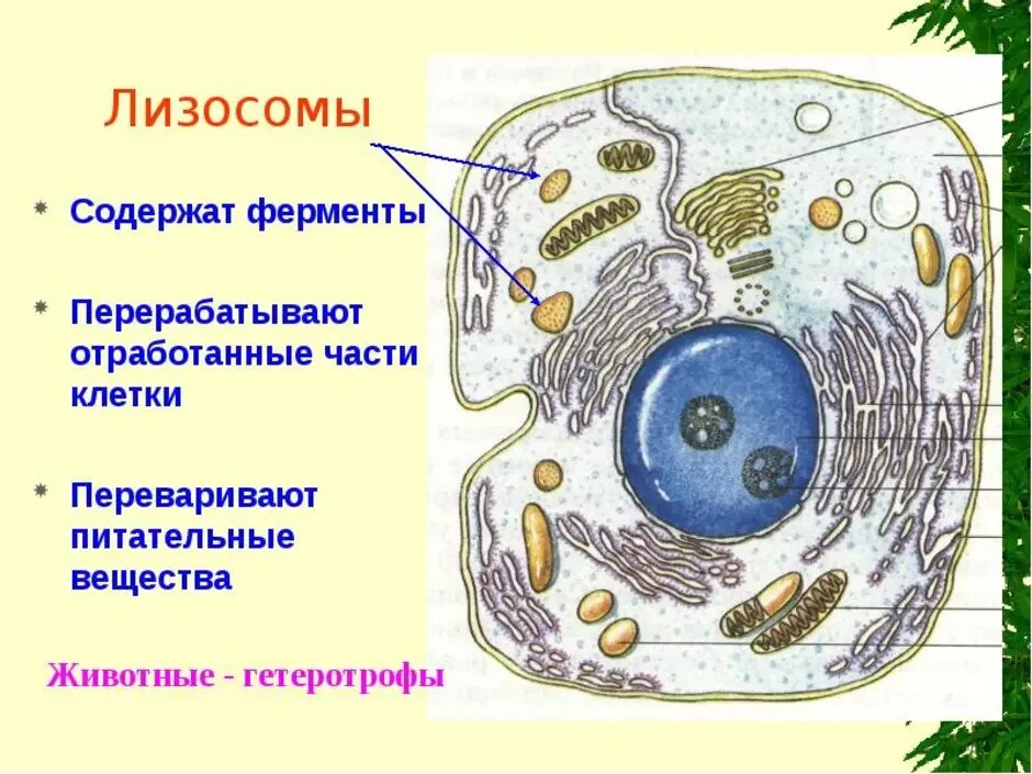 Схема клетка живая. Строение клетки животных рисунок. Нарисовать строение животной клетки. Нарисуйте строение животной клетки. Основные части животной клетки рисунок.