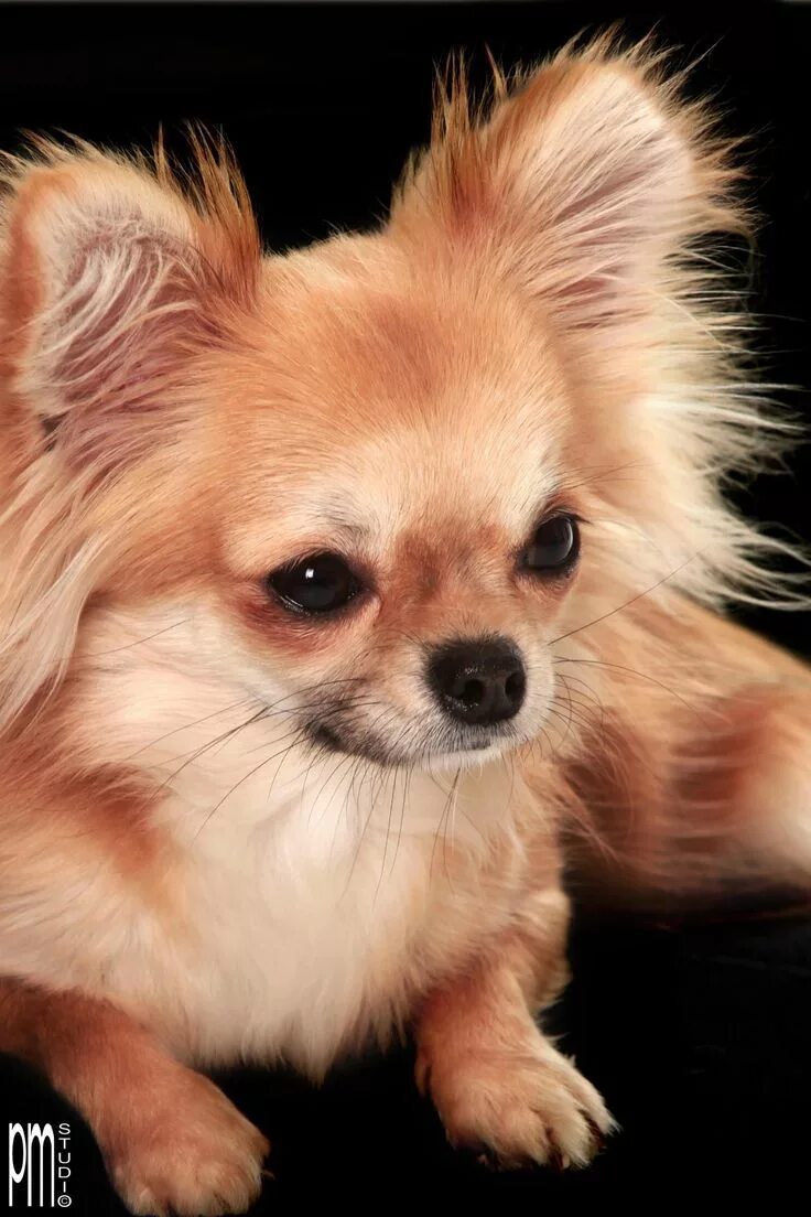 Тибетский спаниель (tibetan spaniel). Японский хин. Папильон фален. Порода японский хин. Японский хин собака.