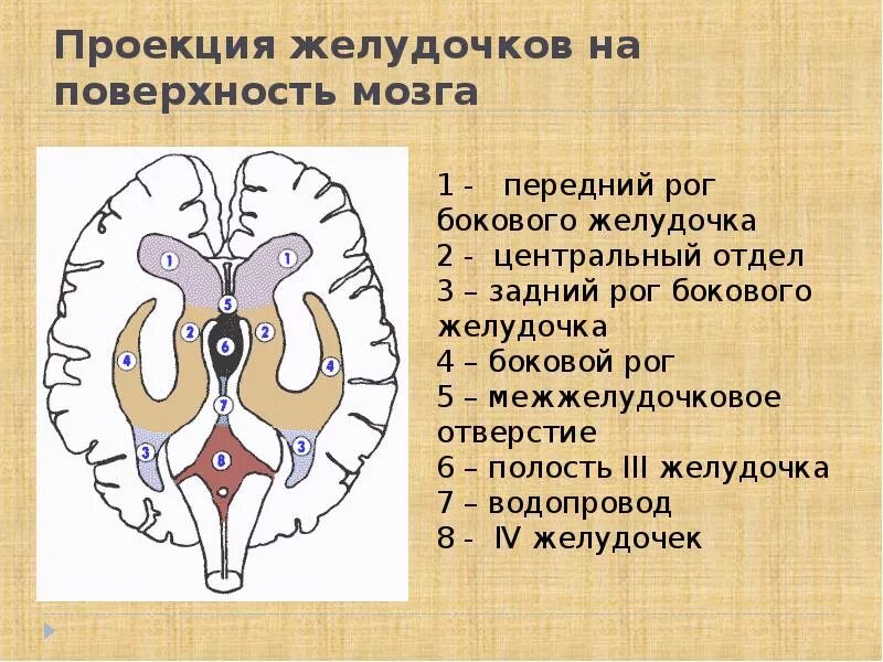 Нижний Рог бокового желудочка. Задние рога боковых желудочков мозга. Задний Рог бокового желудочка. Латеральные желудочки головного мозга части стенки. Расширение боковых рогов