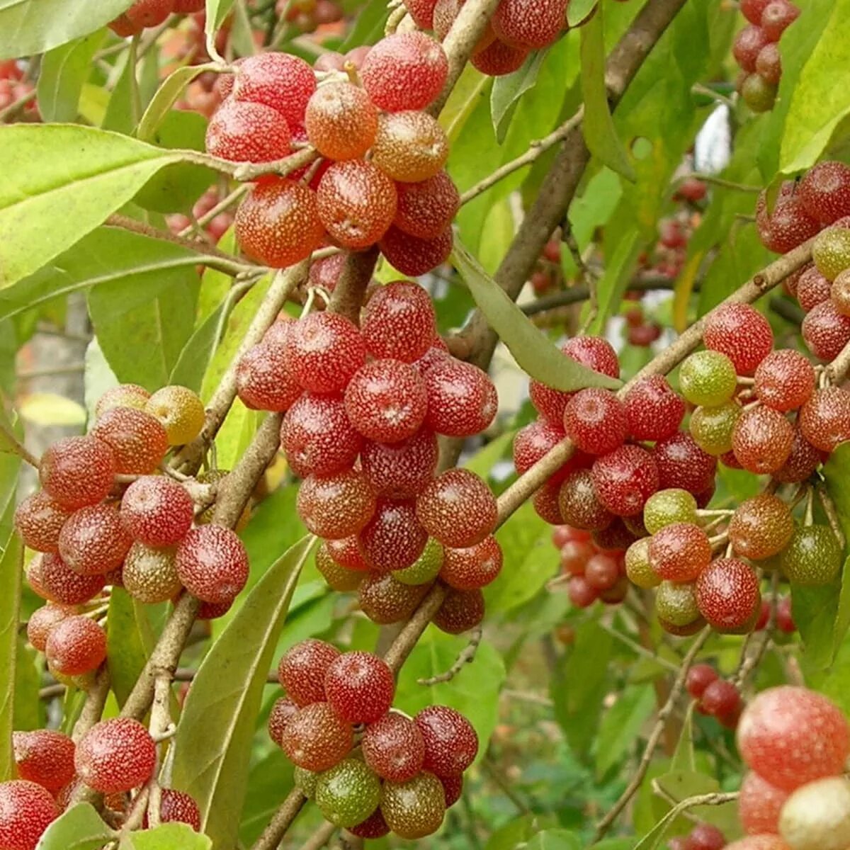 Лох сорта