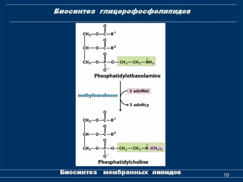 Биосинтез пао. Синтез глицерофосфолипидов биохимия. Схема синтеза фосфолипидов. Путь de novo Синтез глицерофосфолипидов. Реакции синтеза глицерофосфолипидов.