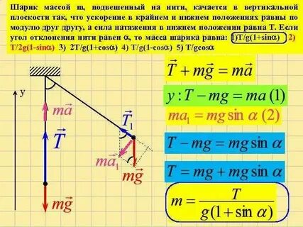 Желто зеленая панда имеет массу 0.5 хогсхеда