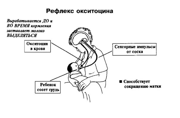 Окситоцин для матки после родов. Окситоцин гормон схема. Окситоцин гормон беременности. Окситоцин при родах механизм выработки. Окситоцин гормон механизм действия.