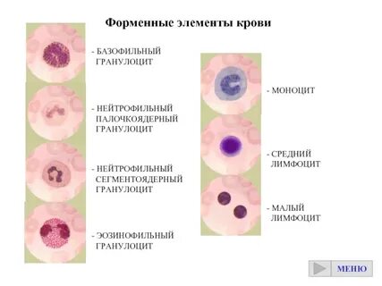 Форменные элементы образуются в костном мозге