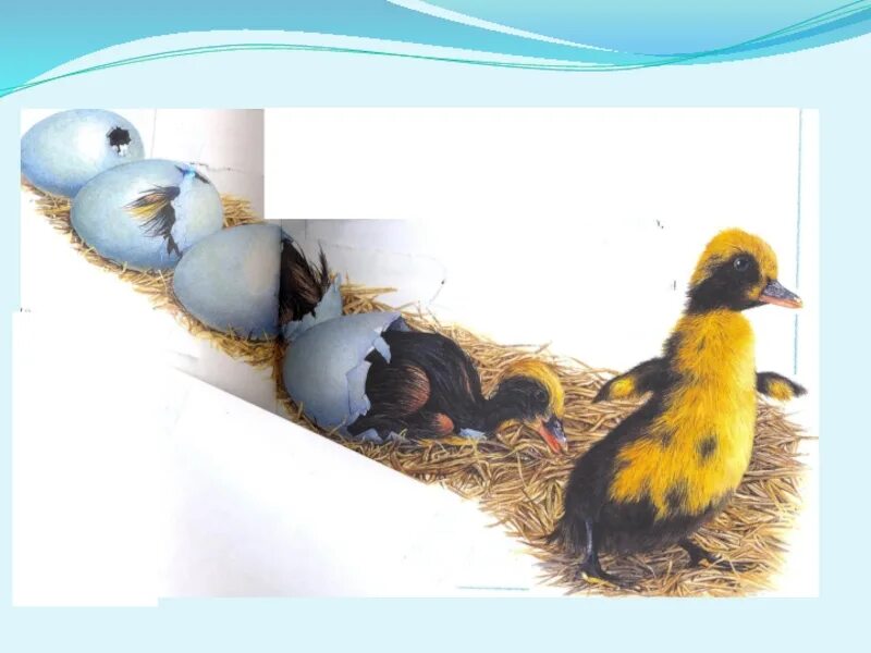 Этапы развития птиц. Стадии развития птиц. Этапы размножения птиц. Моделя развития птиц.