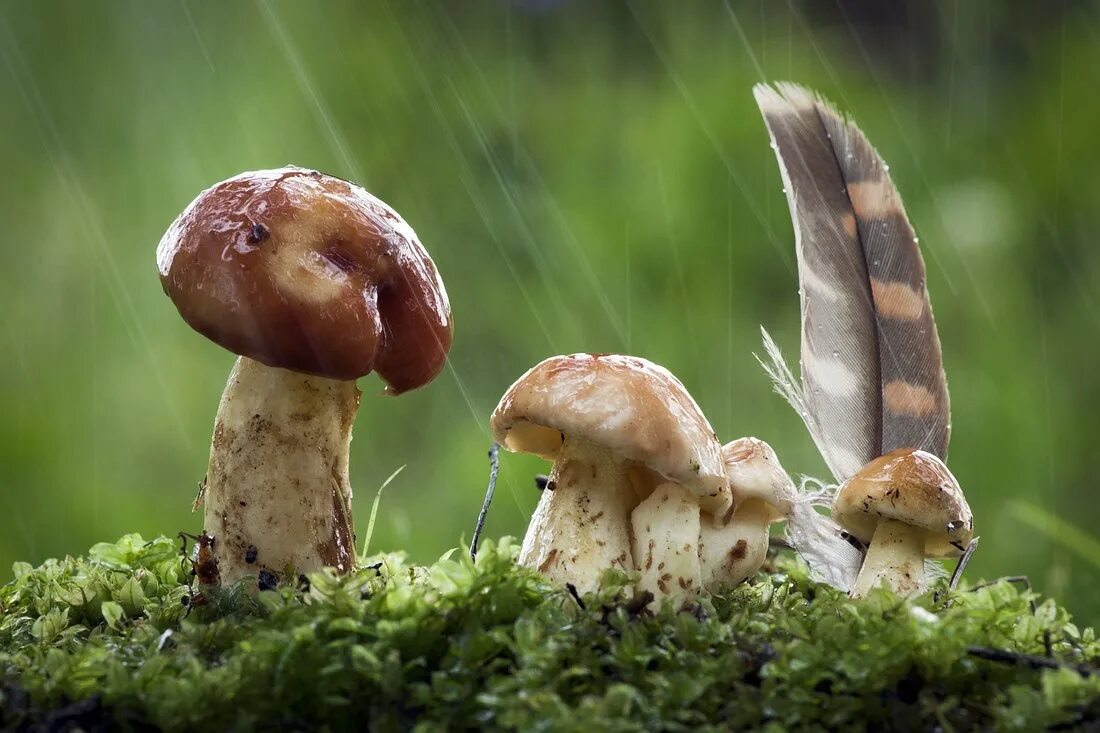 Дождя больше грибов. Грибной дождь. Грибной дождь и грибы. Грибы после дождя. Грибы под дождем.