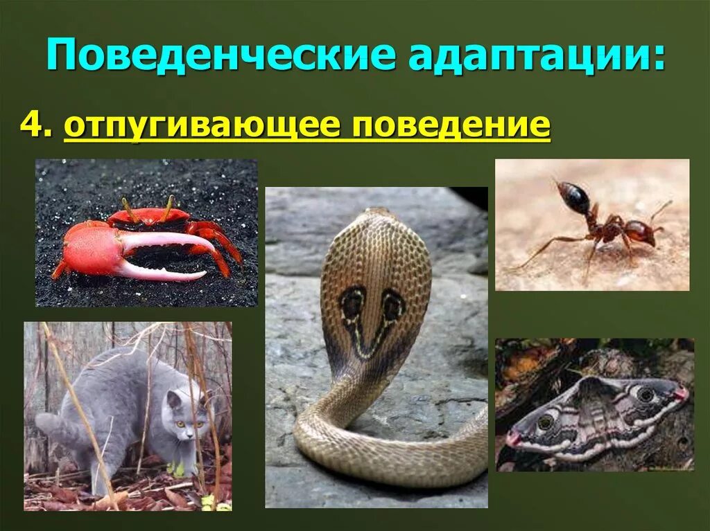 Способы которые помогли животным адаптироваться к открытому