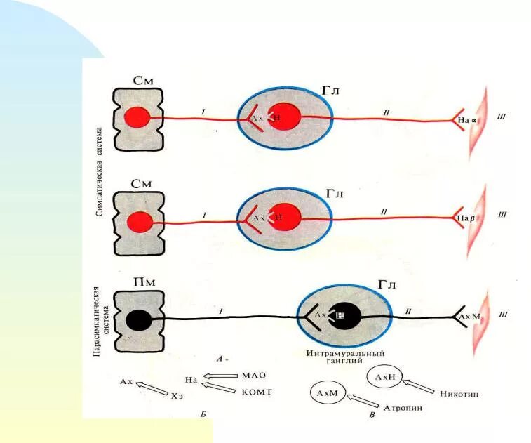 Аксон рефлекс. Медиатор соматической рефлекторной дуги. Медиаторы и рецепторы вегетативной нервной системы схема. Соматический рефлекс медиаторы. Схема медиаторов ВНС.