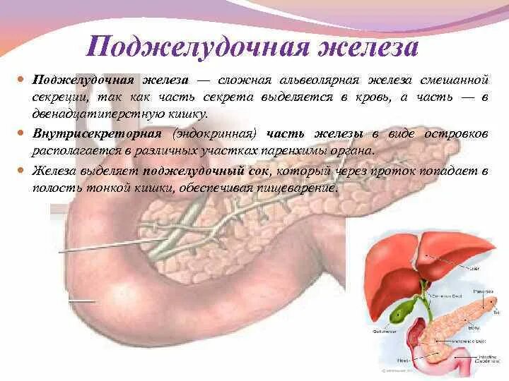 Можно ли удалить поджелудочную железу полностью