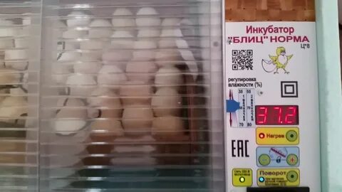 Инкубация блиц норма