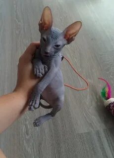 Котята сфинкса 2 месяца