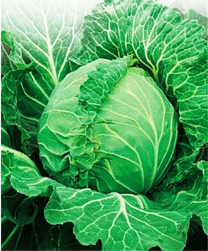 Продам/купить капуста белокочанная "Золотой Гектор" 0, 5г SeedEra - Agro-Ukraine