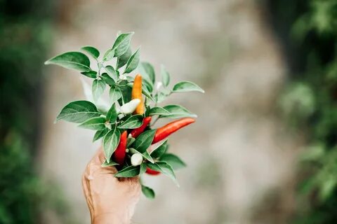 Листья острого перца
