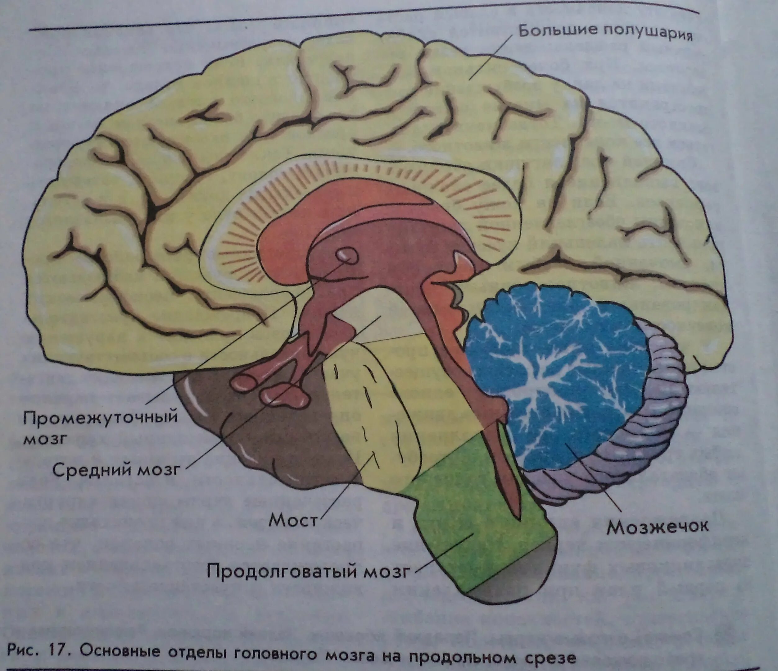 Средний мозг отдел головного мозга строение. Строение головного мозга. отделы головного мозга рисунок. структура отделов мозга. средний разрез головного мозга.