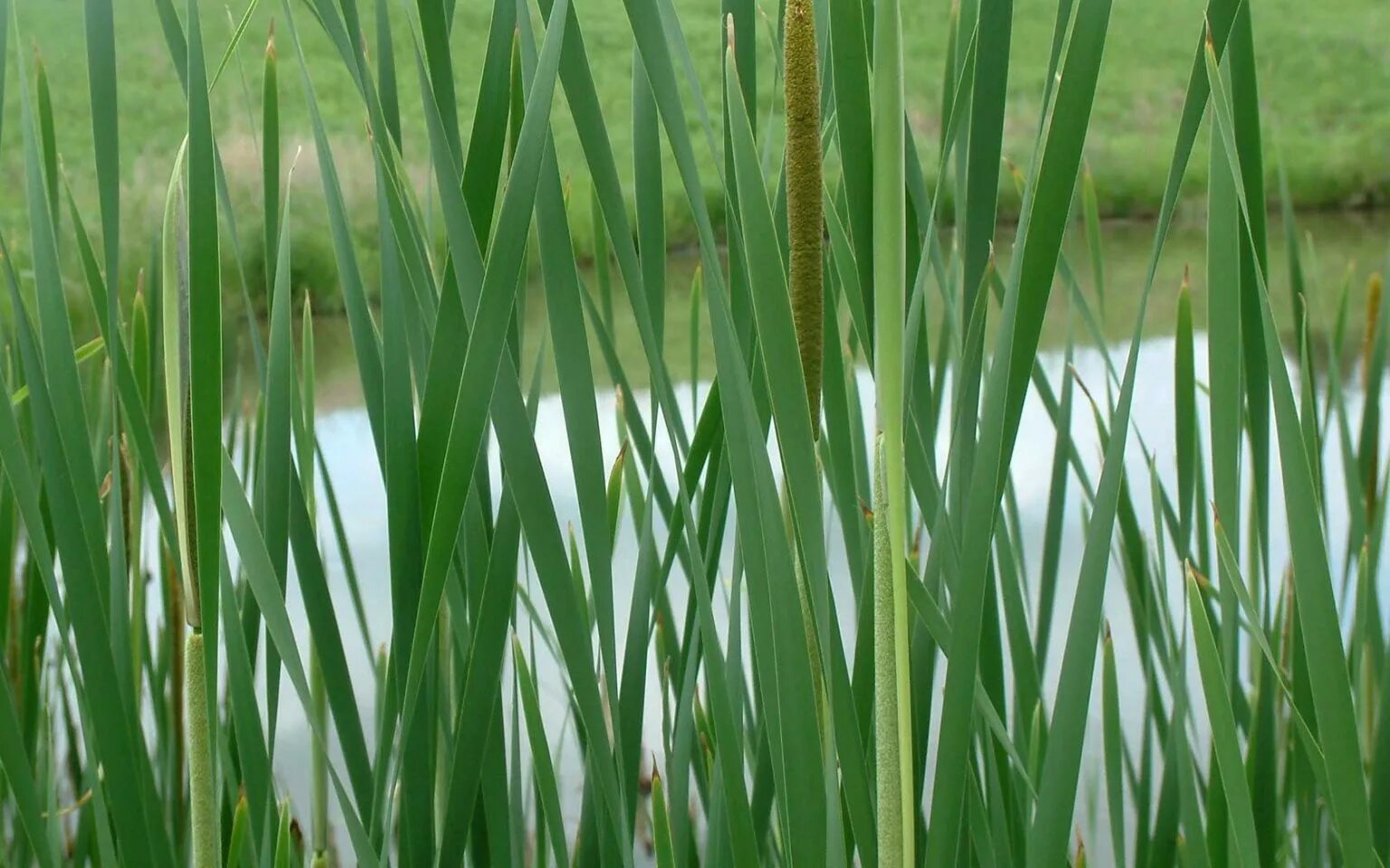 тростник иберика. пористые заполнители стебли камыша. сахарный тростник в индии. красивый тростник. тростник обыкновенный (очерет) зимой.