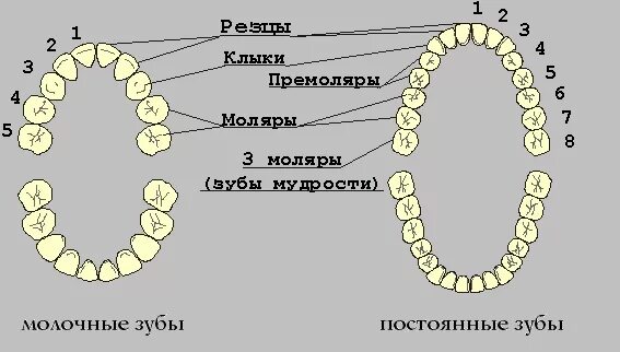 Постоянные зубы клык. Зубная формула молочных зубов у детей. порядок замены молочных зубов на постоянные у детей. замена молочных зубов на постоянные схема. появление коренных зубов у детей.