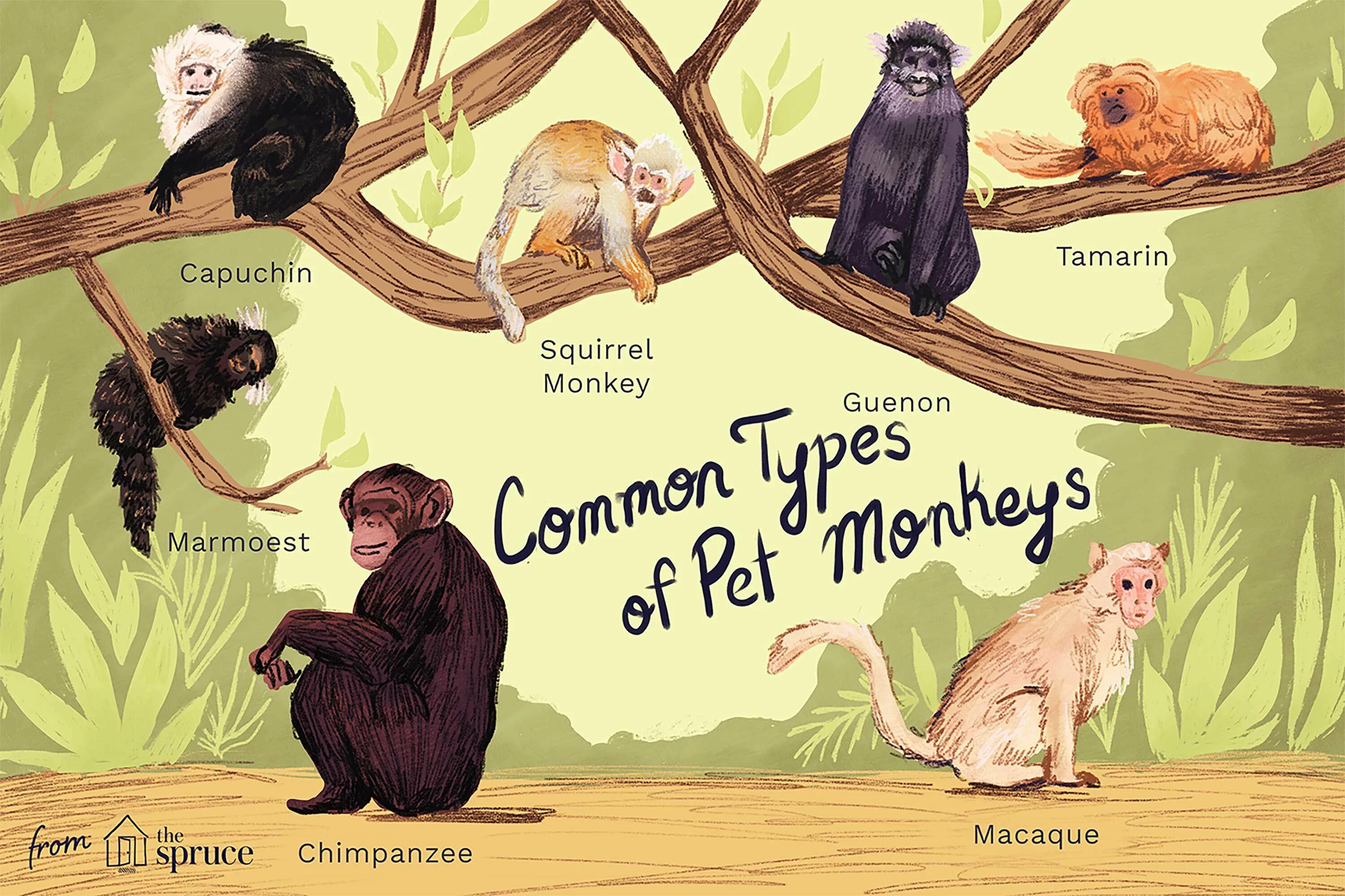 Шимпанзе прилагательное по смыслу. Primates classification. Chimp Monkey разница. Kinds of Primates. Обезьяна и сущность.