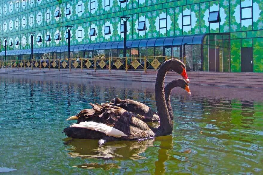 Погода в лебедях калининского района. Лебеди в Бенуа СПБ. Бизнес-парк «Полюстрово» лебеди. Свердловская набережная 44 бизнес центр лето. Бизнес центр Полюстрово, Санкт-Петербург, Свердловская набережная.