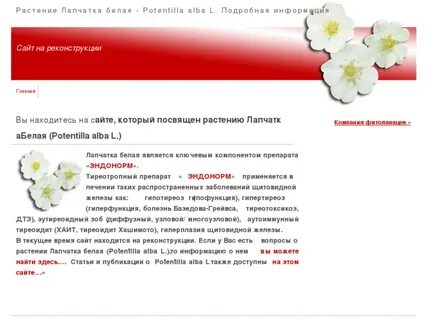 Лапчатка белая для щитовидной железы отзывы пациентов
