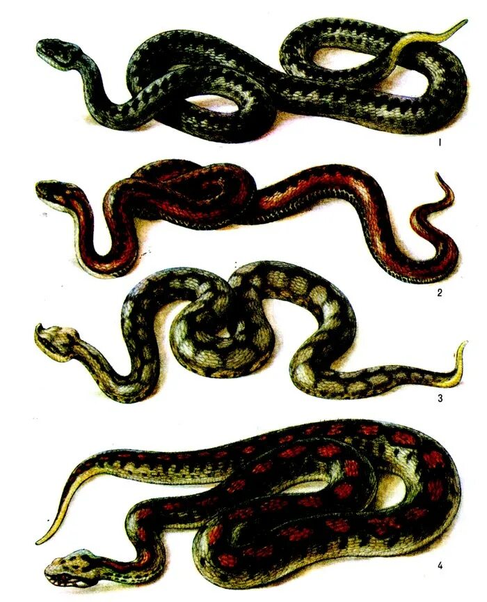Змеи относятся к виду. Малоазиатская гадюка. Гадюка 3 метра. Окрас гадюки обыкновенной. Гадюка расцветка змеи.