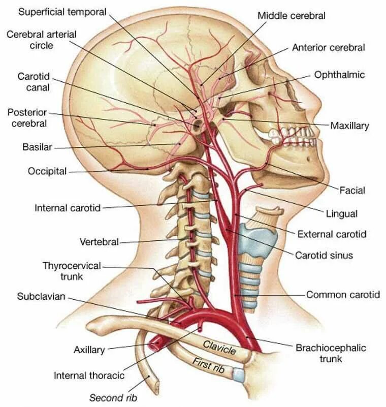 АРТЕРРИЯ вертебралис. Позвоночную артерию- arteria vertebralis. Arteria vertebralis анатомия. A basilaris артерия.